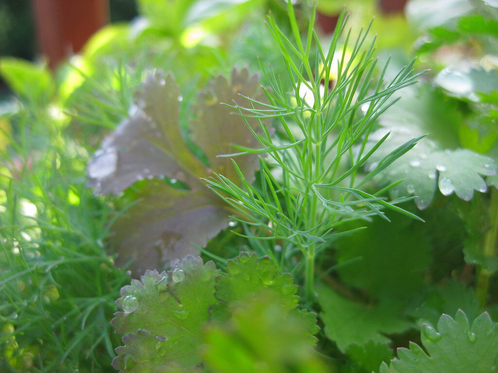A close-up of dill, cilantro, and basil growing together in soft green light.